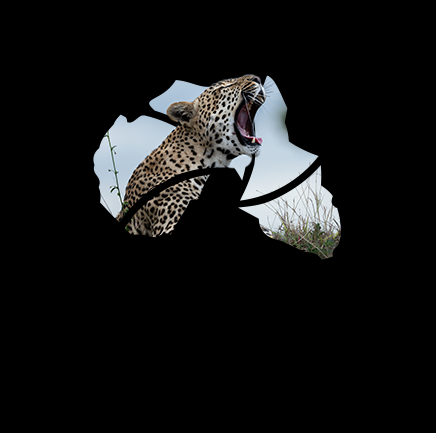 Wild Africa